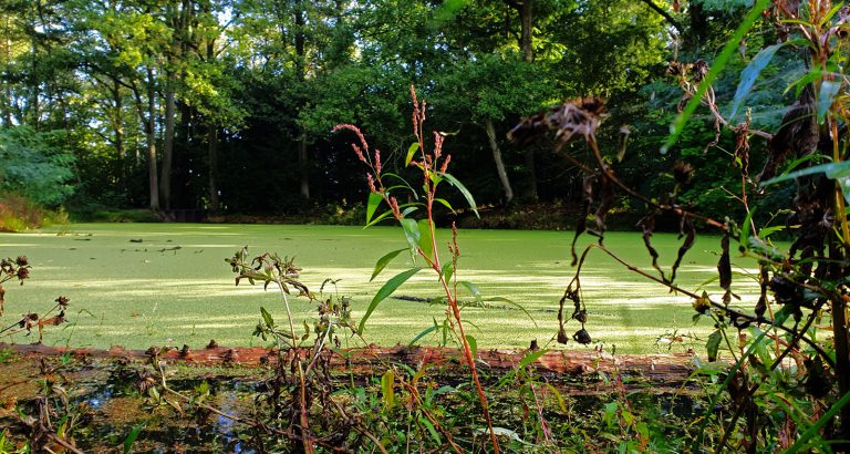 Oneindig leven of een eindige windvlaag?