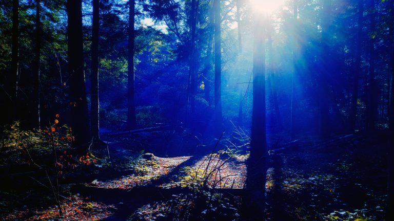 Je bent vrij geboren