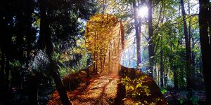 Ervaringen van deelnemers aan onze weekenden