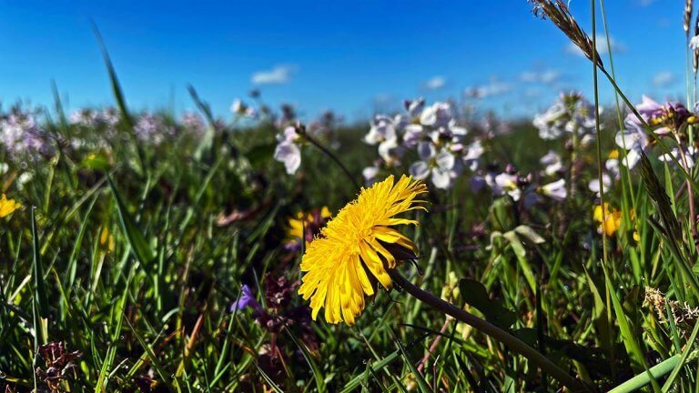 Morgen, het perfecte vandaag