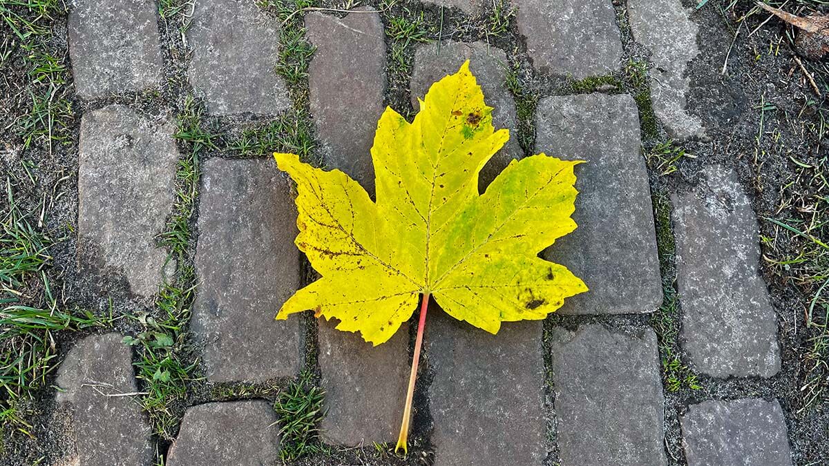 Wat zien we niet?