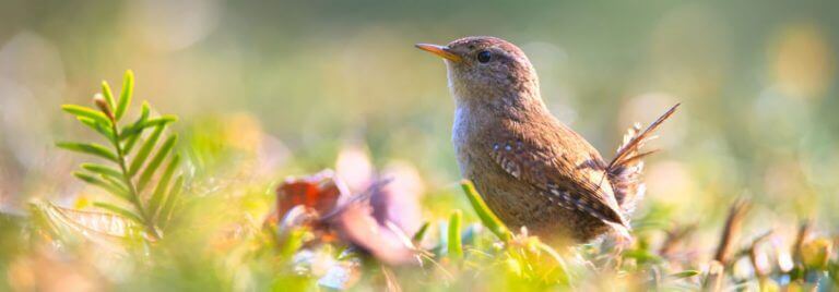 Ik verkoop geen geluk