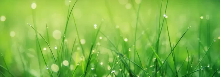 Het gras is groener aan deze kant