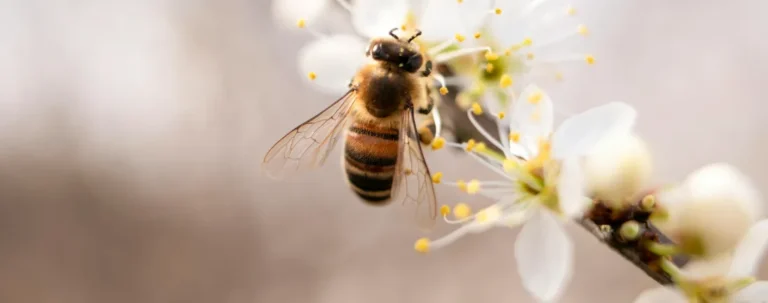 Wat is het nut van het leven?