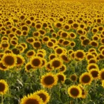 Houden van mezelf, hoe doe ik dat?